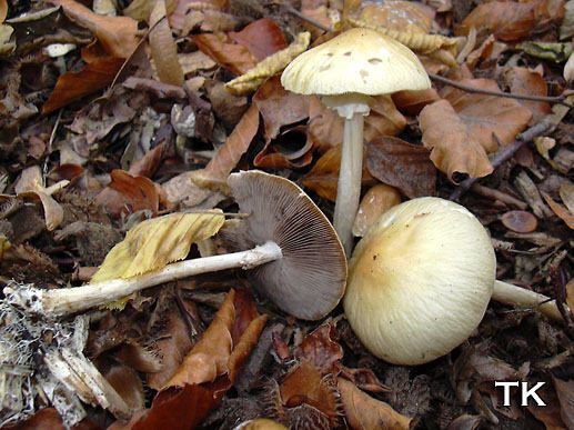 Agrocybe rivulosa