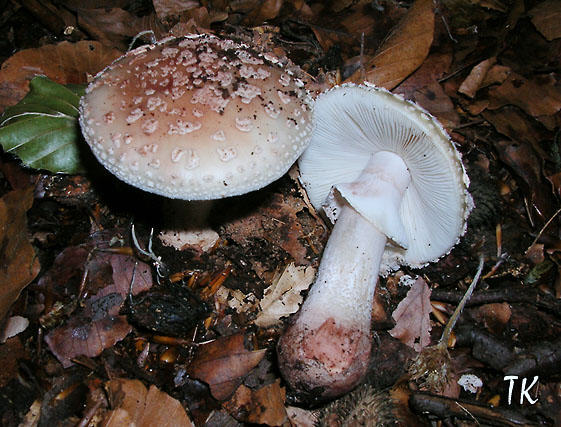 Amanita rubescens