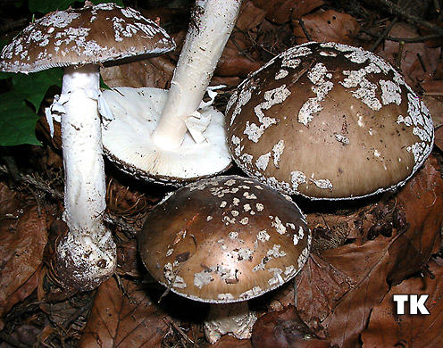 Grauer Wulstling