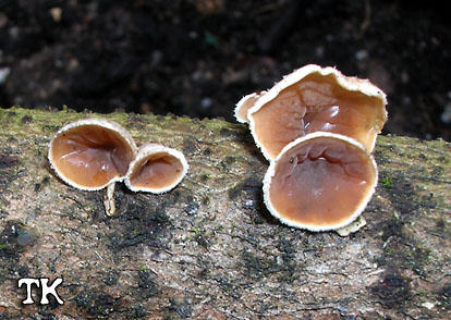 Auriculariopsis ampla