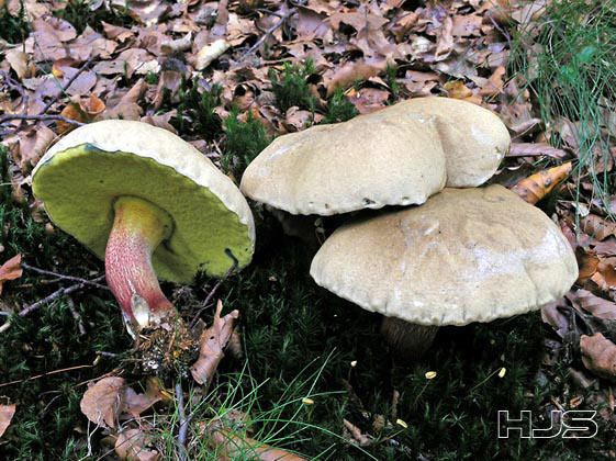 Boletus calopus