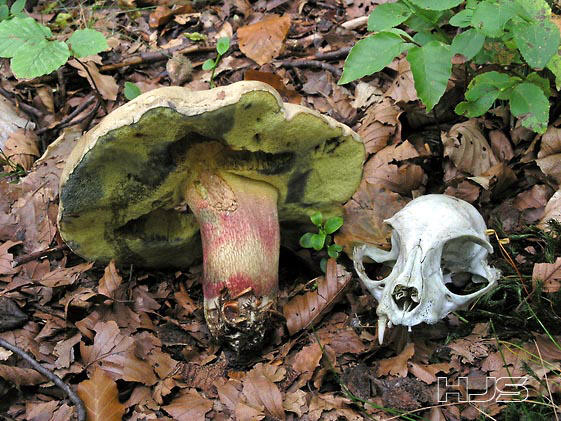 Boletus calopus