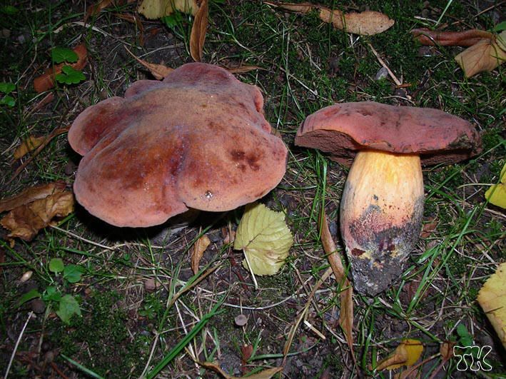 Boletus queletii