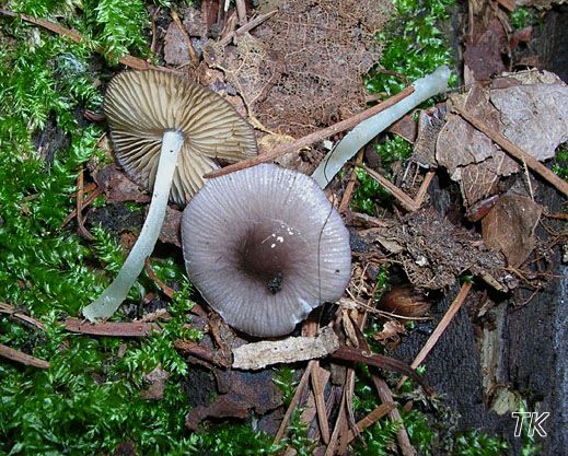 Bolbitius reticulatus - Netzaderiger Mistpilz