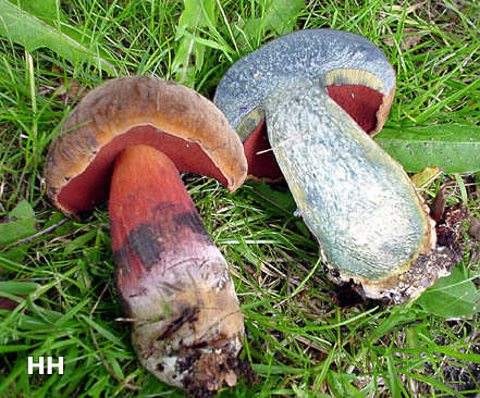 Boletus erythropus