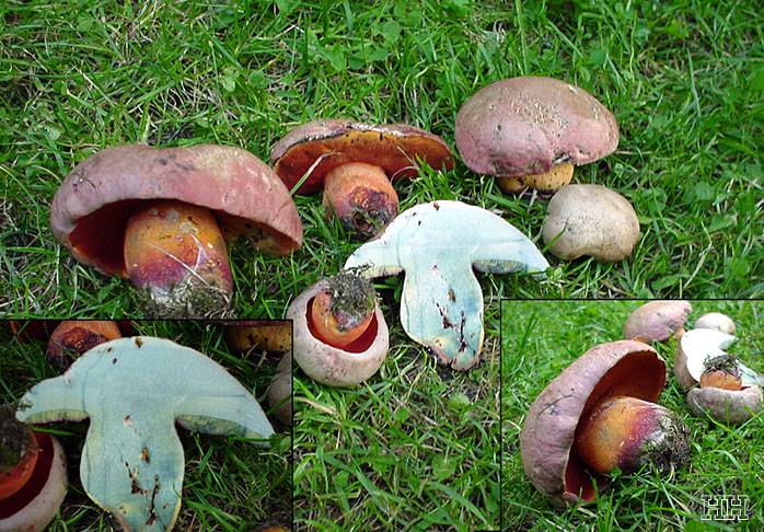 Boletus rubrosanguineus