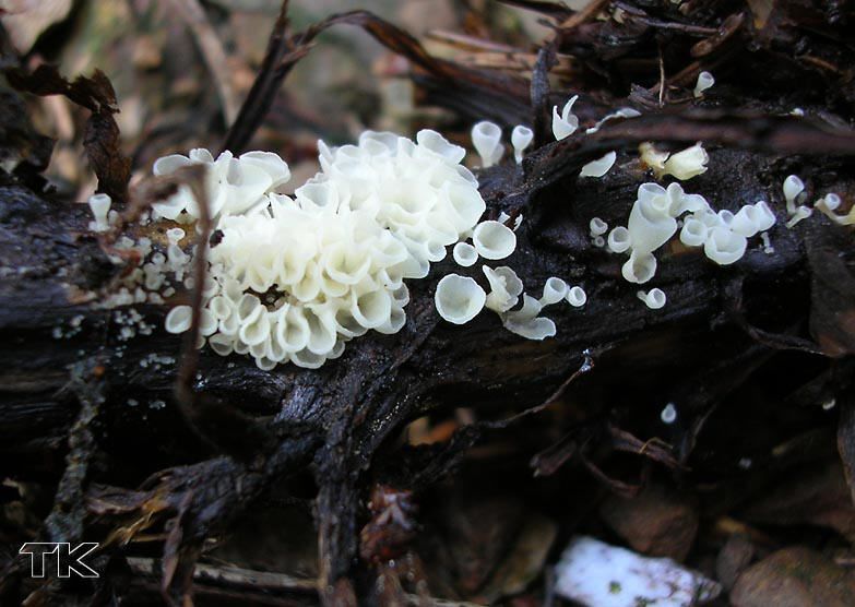 Calyptella capula