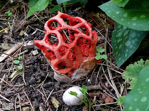 Clathrus ruber