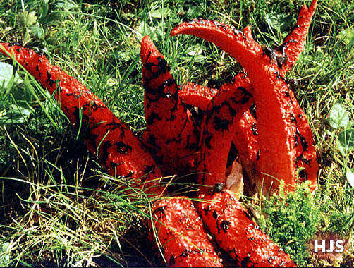 Tintenfischpilz - Clathrus archeri