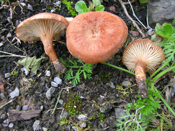 Kohlen-Trichterling - Clitocybe sinopica