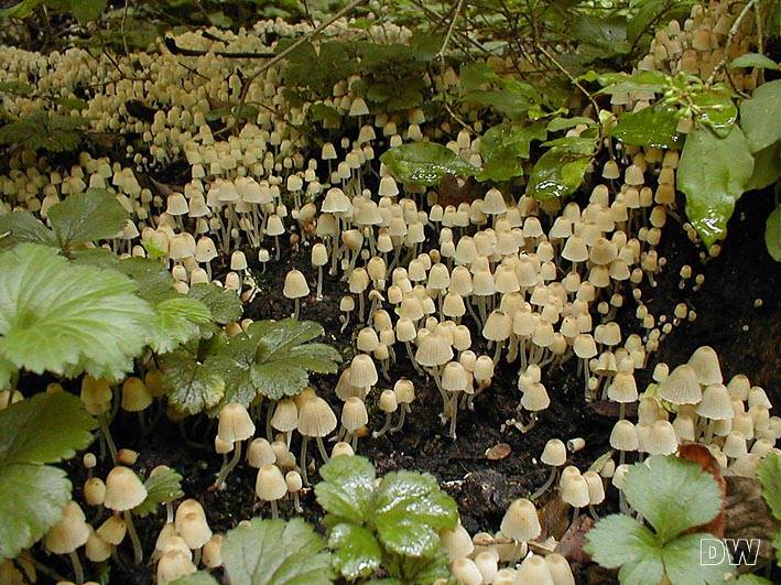 Coprinus disseminatus
