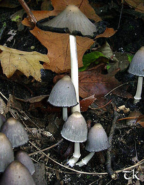 Spitzkegeliger Tintling - Coprinus acuminatus