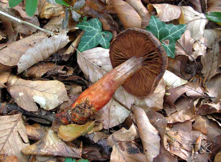 Cortinarius bulliardii