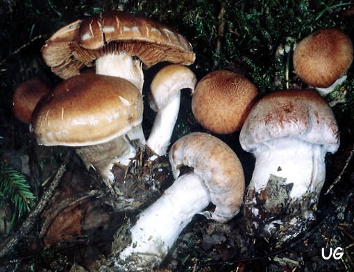 Cortinarius laniger