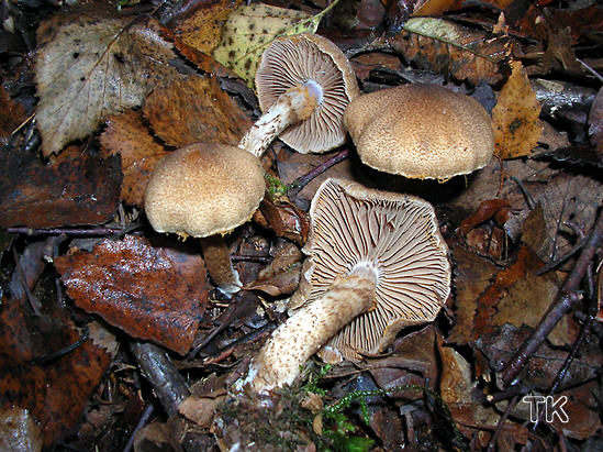 Cortinarius pholideus