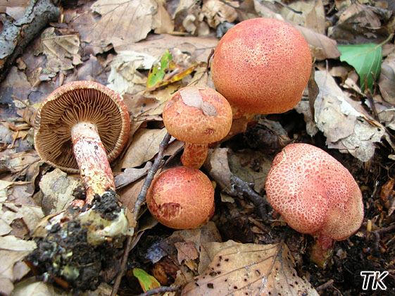 Cortinarius bolaris