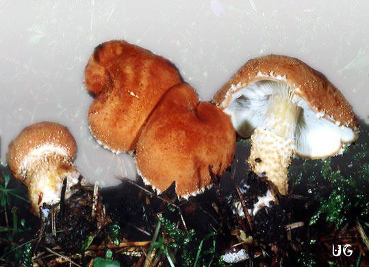 Cystoderma granulosum