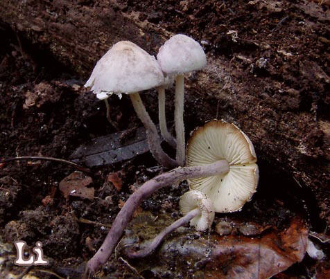 Cystolepiota bucknalii