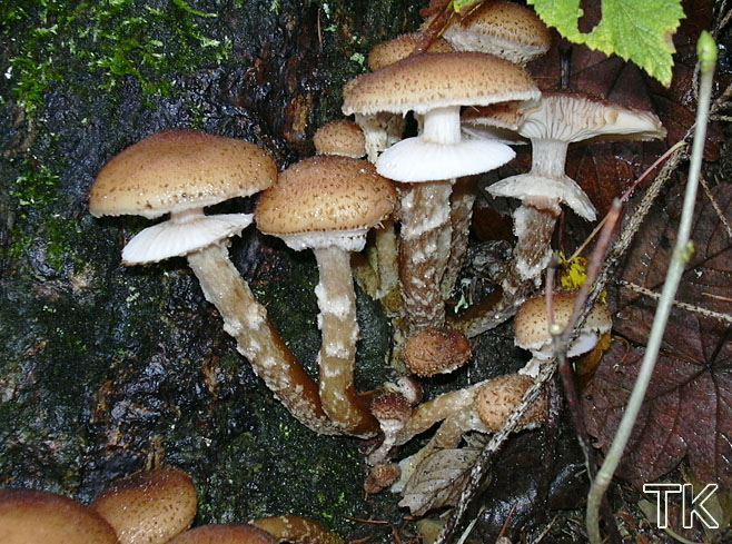 Armillaria ostoyae