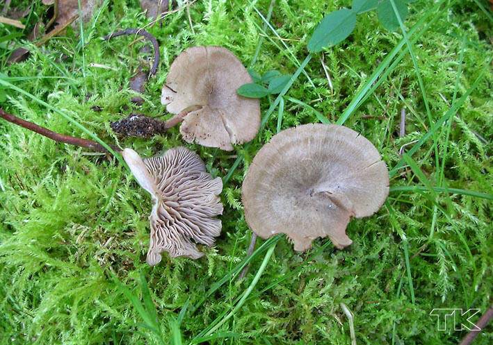 Entoloma undatum