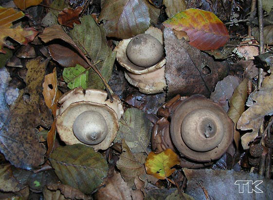 Geastrum triplex