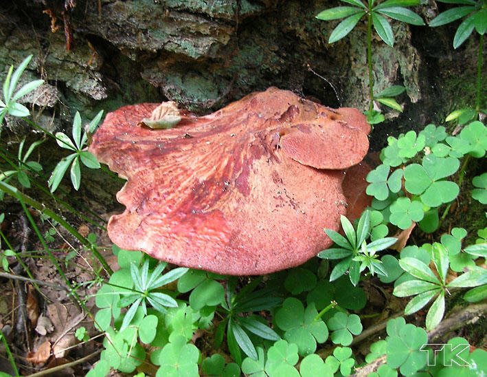 Fistulina hepatica