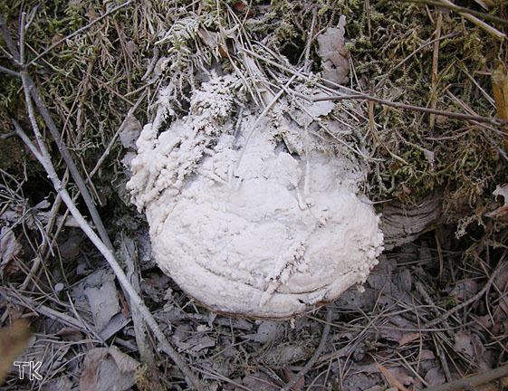 Fomes fomentarius