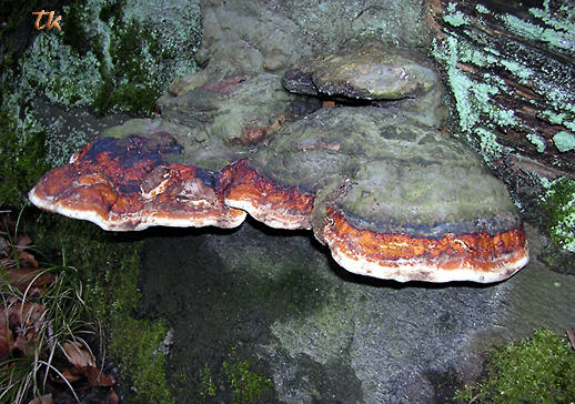 Rotrandiger Baumschwamm - Fomitopsis pinicola