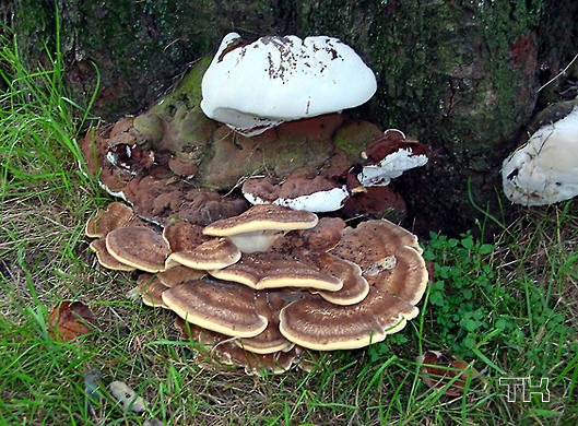 Wulstiger Lackporling und Riesenbovist