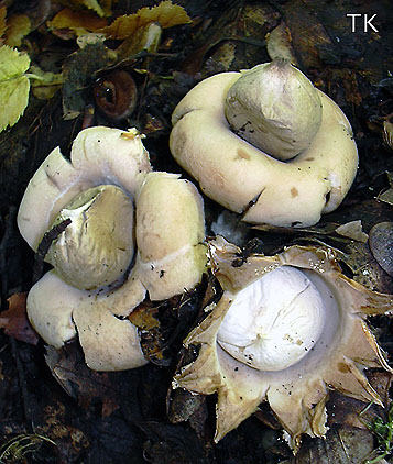 Geastrum fimbriatum