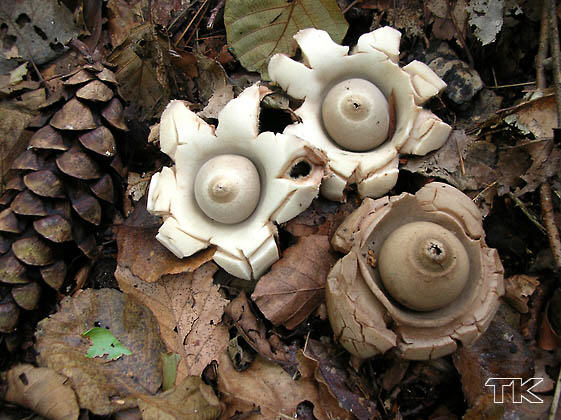 Geastrum triplex