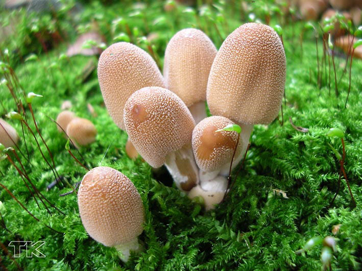 Coprinus micaceus
