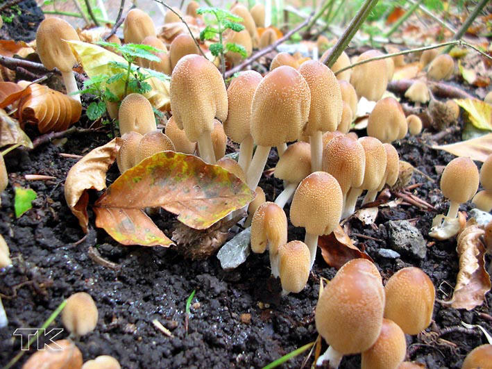 Coprinus micaceus
