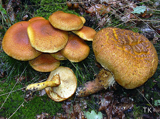 Gymnopilus spectabilis