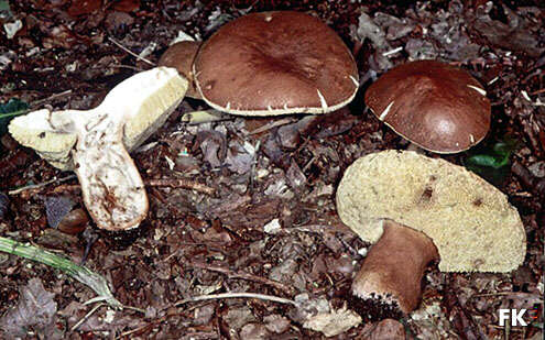 Gyroporus castaneus