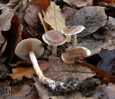 Hebeloma birrus
