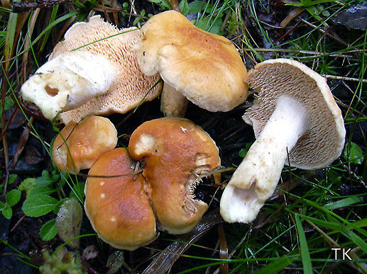 Hydnum repandum var. rufescens