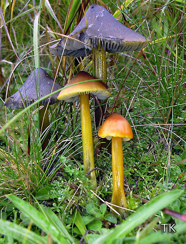 Hygrocybe conica