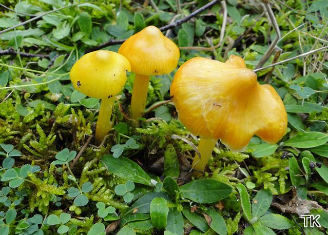 Hygrocybe acutoconica var. conradii
