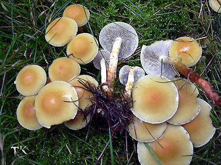 Hypholoma capnoides