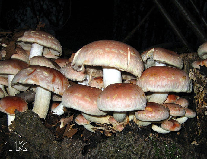 Hypholoma lateritium