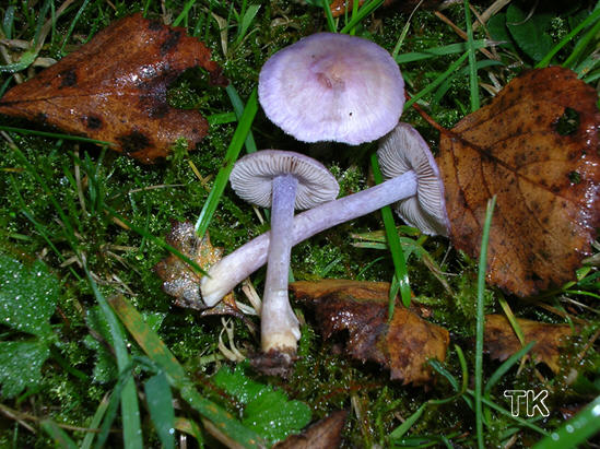 Lilaseidiger Rißpilz - Inocybe geophylla var. lilacina