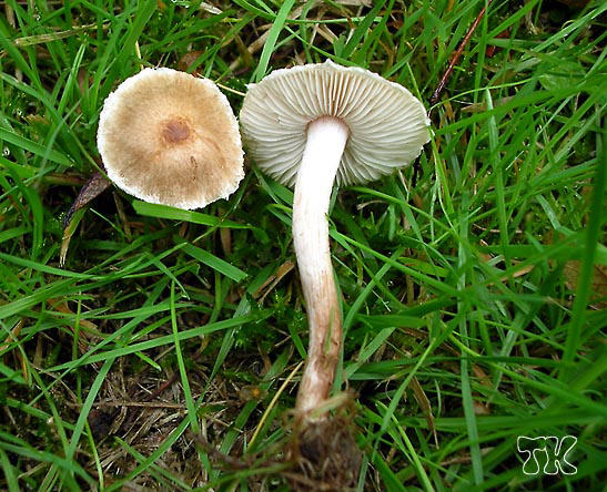 Inocybe curvipes