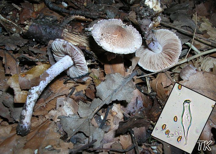 Inocybe griseolilacina