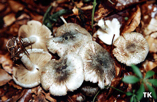 Inocybe haemacta