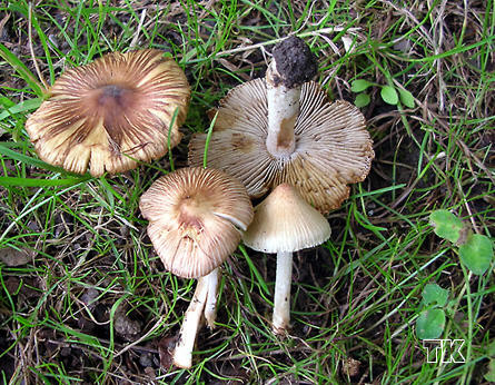 Inocybe rimosa