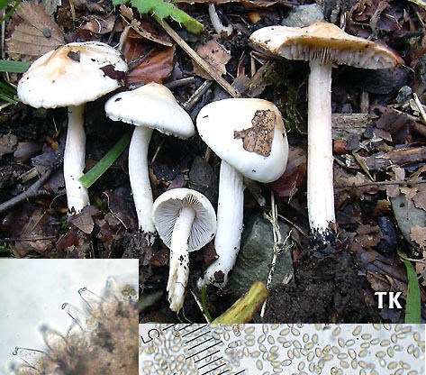 Inocybe whitei