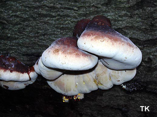 Ischnoderma resinosum