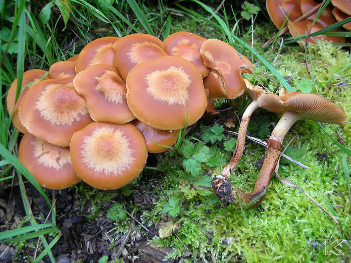 Kuehneromyces mutabilis