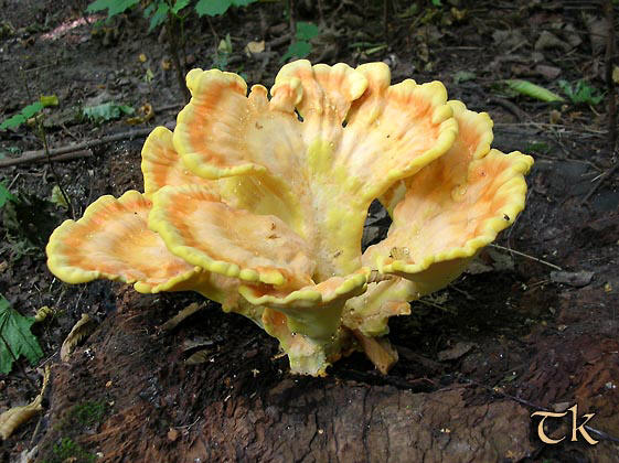 Schwefelporling - Laetiporus sulphureus